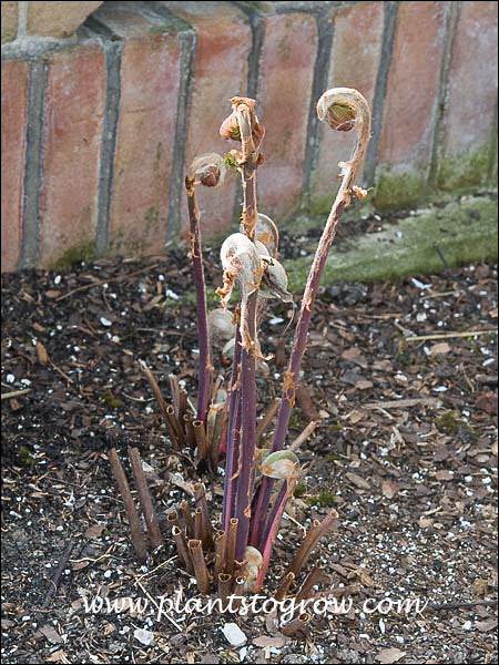 Early in the spring the stems (stipes) are purple and will mature to green.